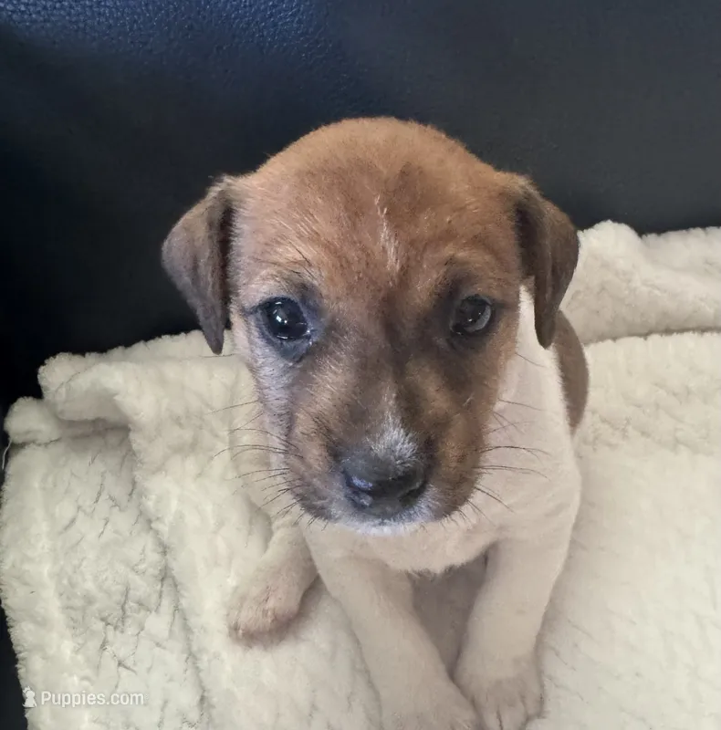 Bonnie – Jack Russell Terrier puppy for sale in Farmington, MO
