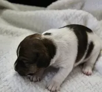 Bonnie, a female Jack Russell Terrier for sale in Farmington, MO – 4 of 5