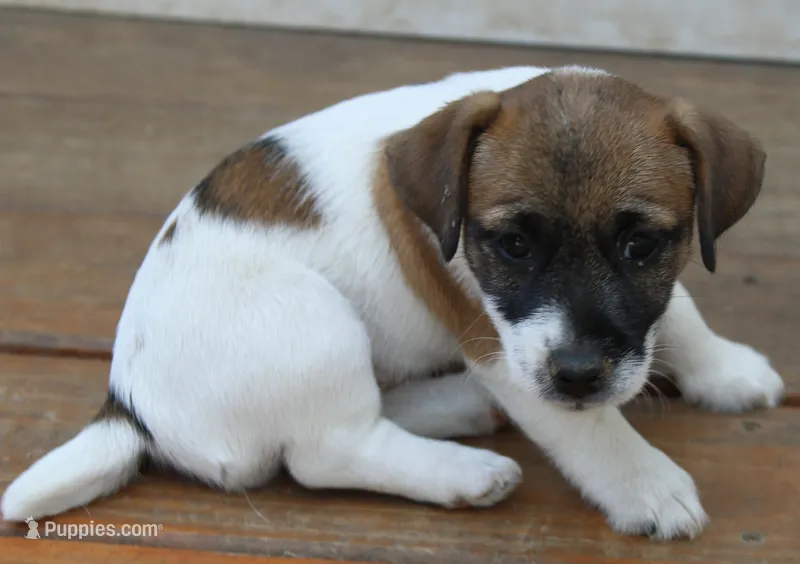 Princess Diana  – Jack Russell Terrier puppy for sale in Farmington, MO