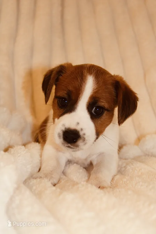 Princess Baya  – Jack Russell Terrier puppy for sale in Farmington, MO