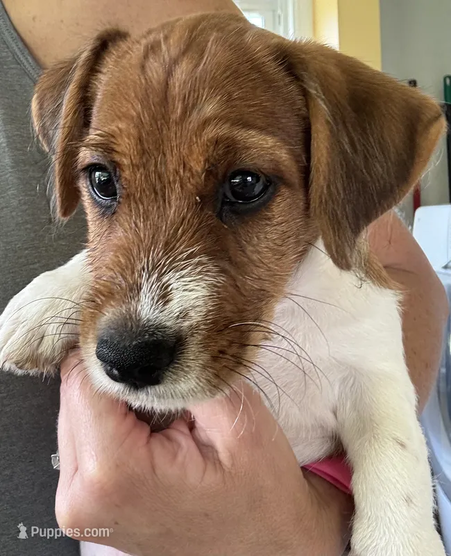 Sir Francis – Jack Russell Terrier puppy for sale in Farmington, MO