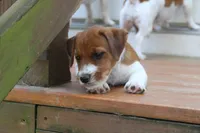 Sir Francis, a male Jack Russell Terrier for sale in Farmington, MO – 5 of 5