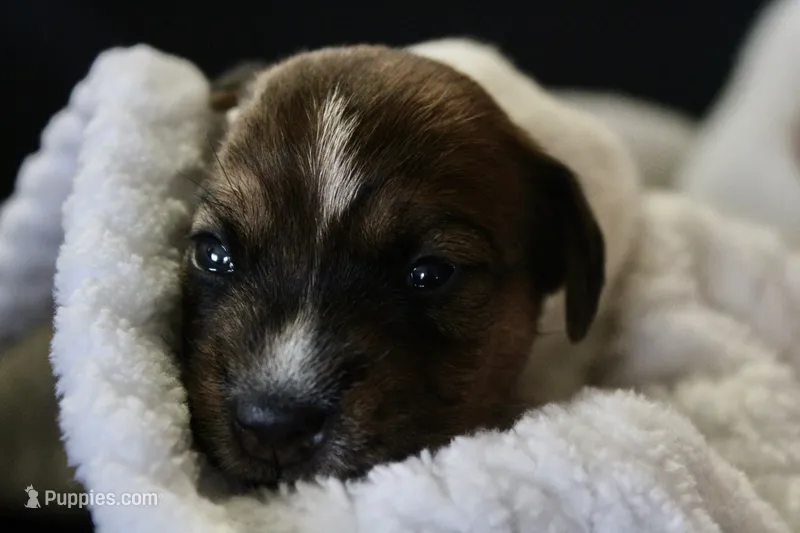 Lenore – Jack Russell Terrier puppy for sale in Farmington, MO