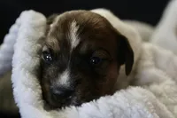 Lenore, a female Jack Russell Terrier for sale in Farmington, MO – 1 of 4