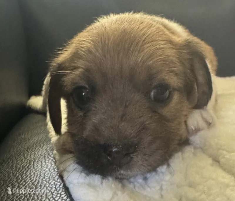 Lenore – Jack Russell Terrier puppy for sale in Farmington, MO