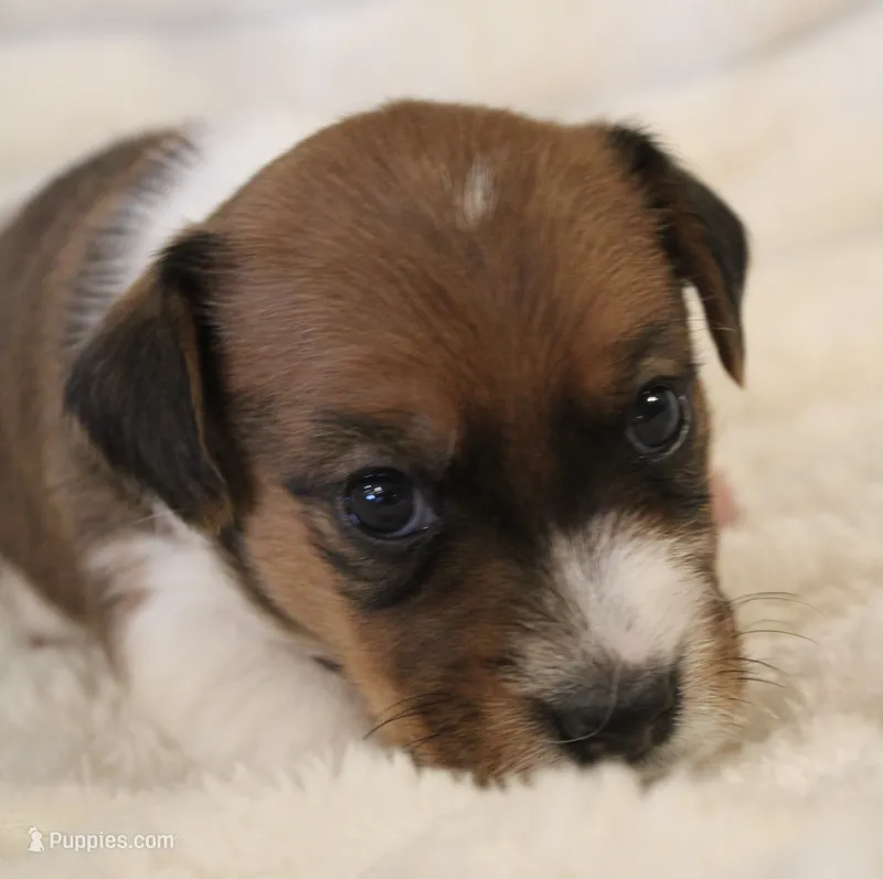 Sir Francis – Jack Russell Terrier puppy for sale in Farmington, MO