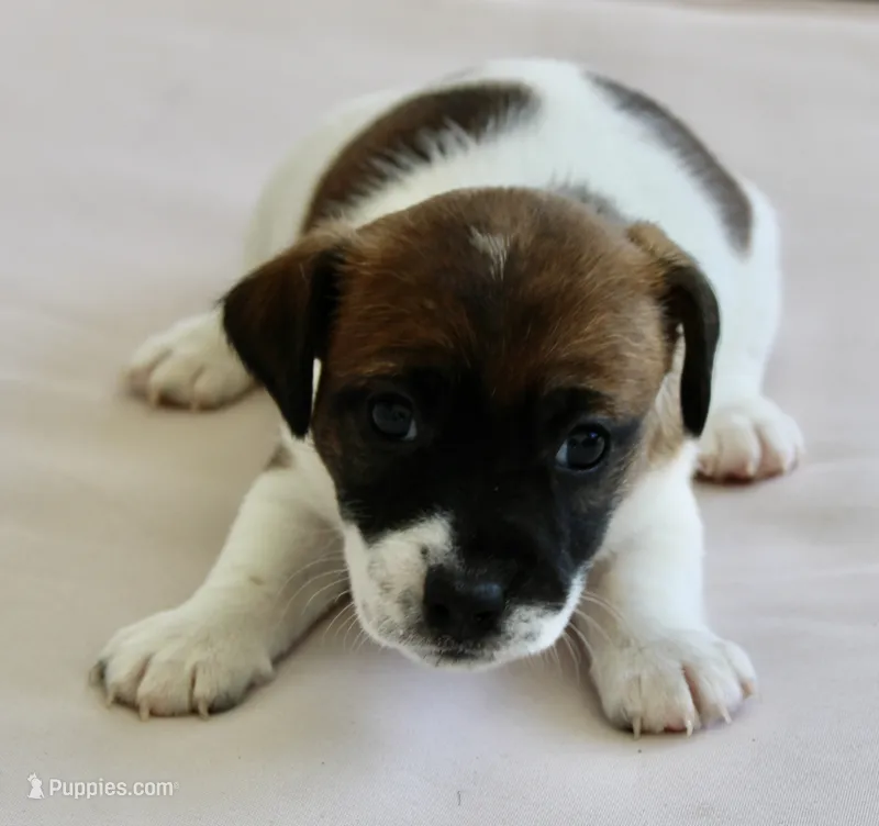Princess Diana  – Jack Russell Terrier puppy for sale in Farmington, MO