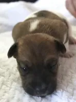 Lewis , a male Jack Russell Terrier for sale in Farmington, MO – 3 of 4