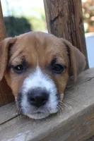 Edgar Allen, a male Jack Russell Terrier for sale in Farmington, MO – 3 of 6