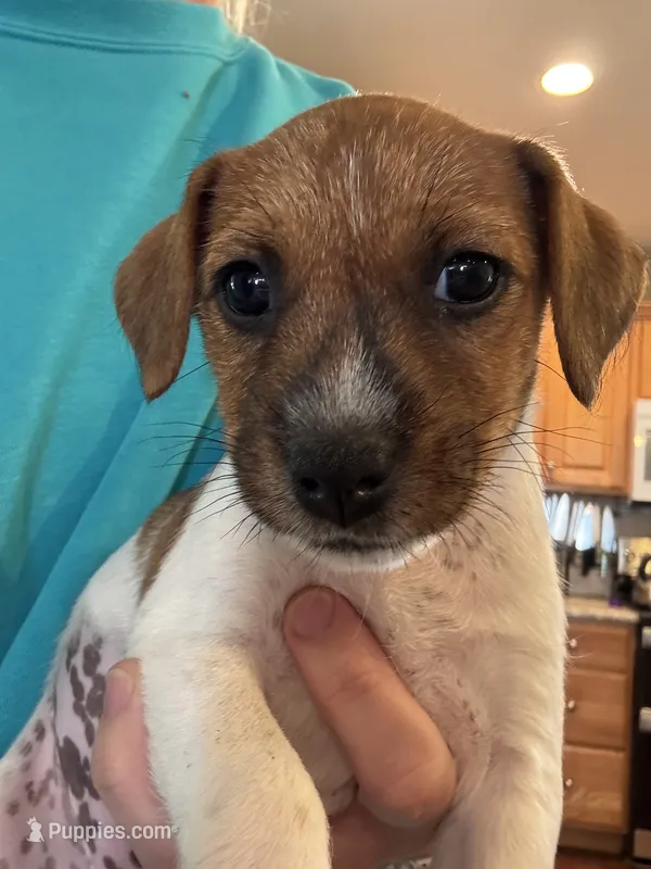 Bonnie – Jack Russell Terrier puppy for sale in Farmington, MO