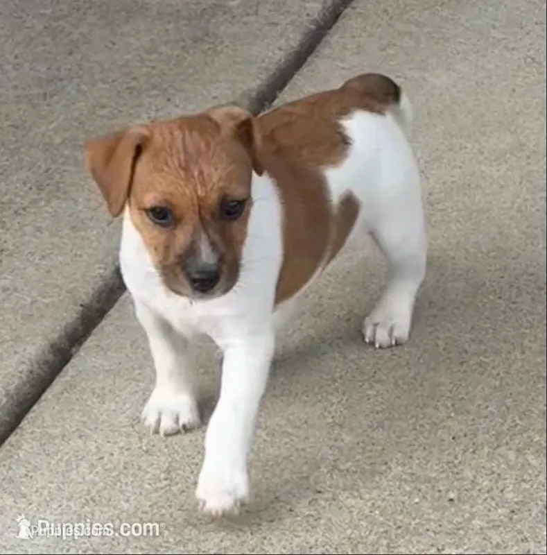 Bonnie – Jack Russell Terrier puppy for sale in Farmington, MO