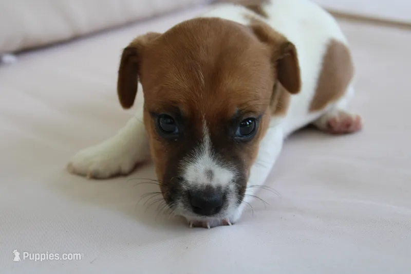 Edgar Allen – Jack Russell Terrier puppy for sale in Farmington, MO