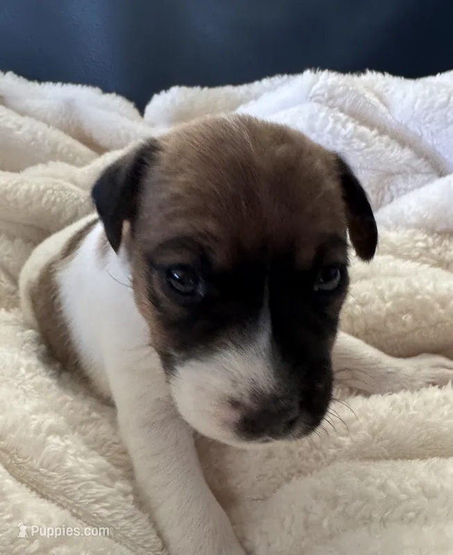 Lucy – Jack Russell Terrier puppy for sale in Farmington, MO