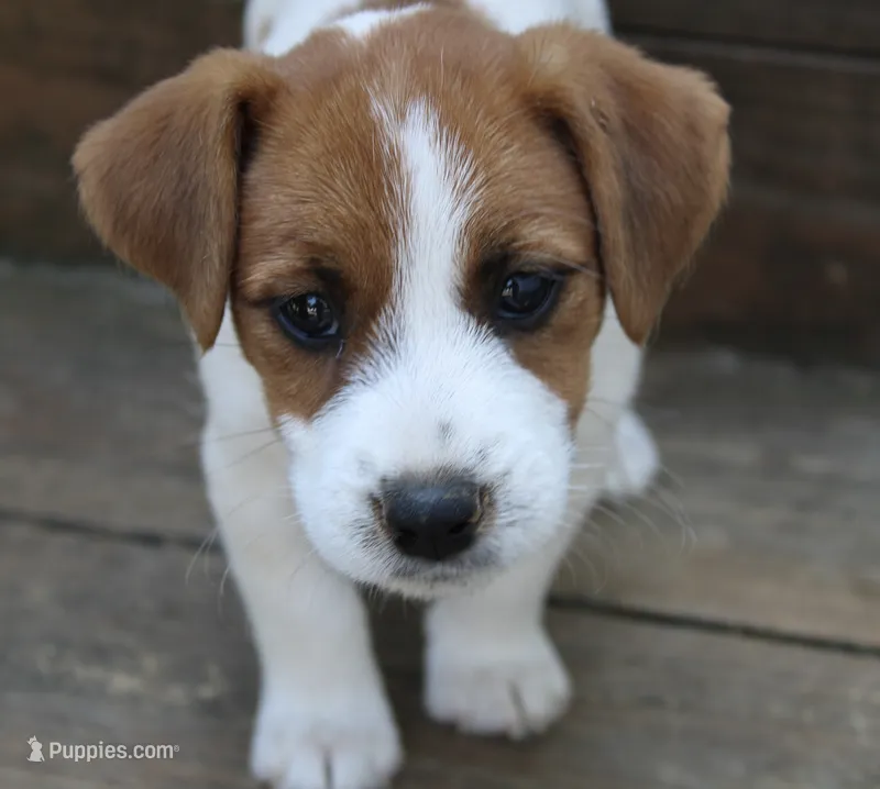 Princess Baya  – Jack Russell Terrier puppy for sale in Farmington, MO