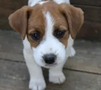 Princess Baya , a female Jack Russell Terrier for sale in Farmington, MO – 1 of 8
