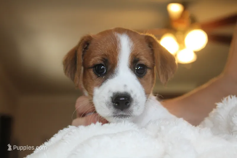 Princess Baya  – Jack Russell Terrier puppy for sale in Farmington, MO
