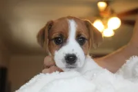 Princess Baya , a female Jack Russell Terrier for sale in Farmington, MO – 2 of 8