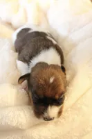 Sir Francis, a male Jack Russell Terrier for sale in Farmington, MO – 2 of 4