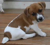 Edgar Allen, a male Jack Russell Terrier for sale in Farmington, MO – 4 of 6
