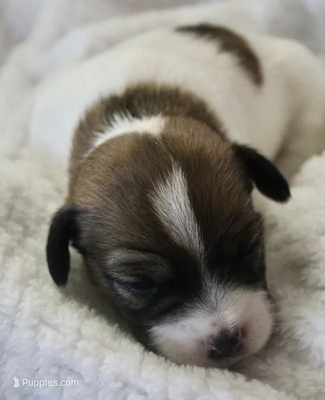 Otto – Jack Russell Terrier puppy for sale in Farmington, MO