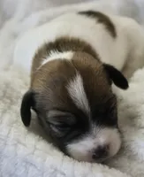 Otto, a male Jack Russell Terrier for sale in Farmington, MO – 1 of 3