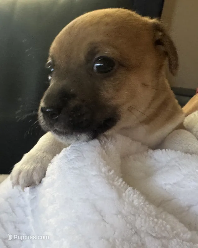 Lewis  – Jack Russell Terrier puppy for sale in Farmington, MO