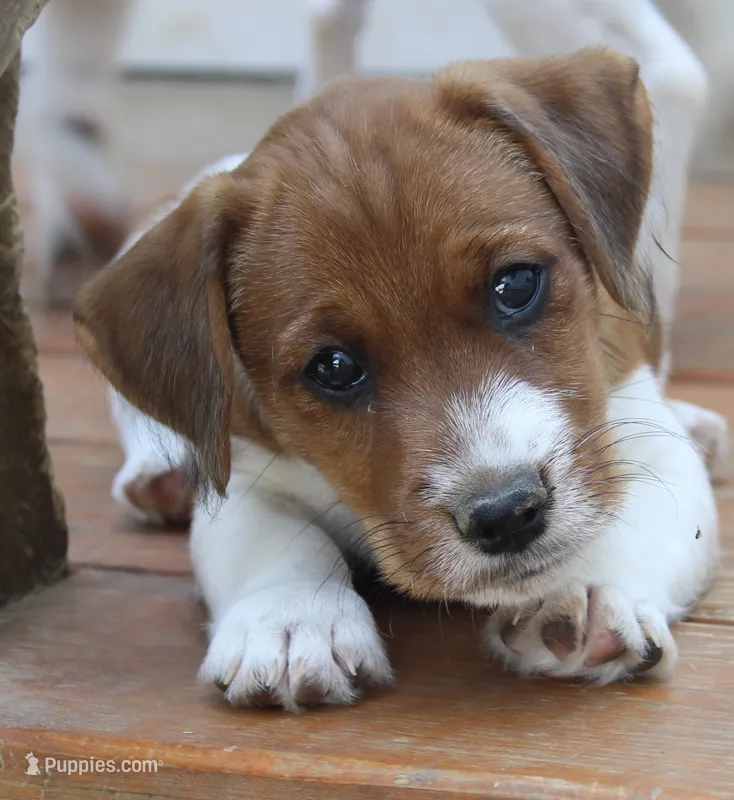 Sir Francis – Jack Russell Terrier puppy for sale in Farmington, MO
