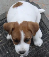 Princess Baya , a female Jack Russell Terrier for sale in Farmington, MO – 8 of 8