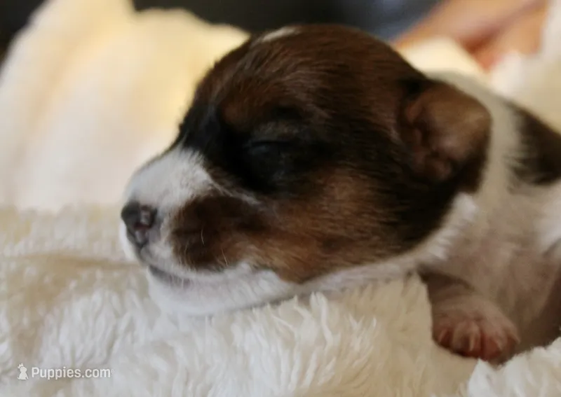 Sir Francis – Jack Russell Terrier puppy for sale in Farmington, MO