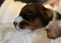 Sir Francis, a male Jack Russell Terrier for sale in Farmington, MO – 1 of 4