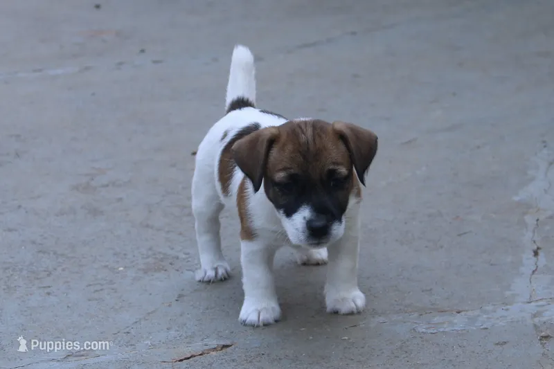 Princess Diana  – Jack Russell Terrier puppy for sale in Farmington, MO