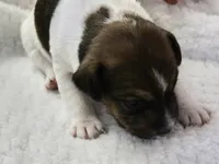Lenore, a female Jack Russell Terrier for sale in Farmington, MO – 2 of 4
