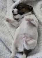 Otto, a male Jack Russell Terrier for sale in Farmington, MO – 3 of 3