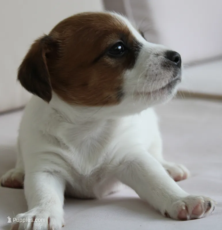 Princess Baya  – Jack Russell Terrier puppy for sale in Farmington, MO