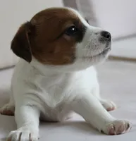 Princess Baya , a female Jack Russell Terrier for sale in Farmington, MO – 3 of 8