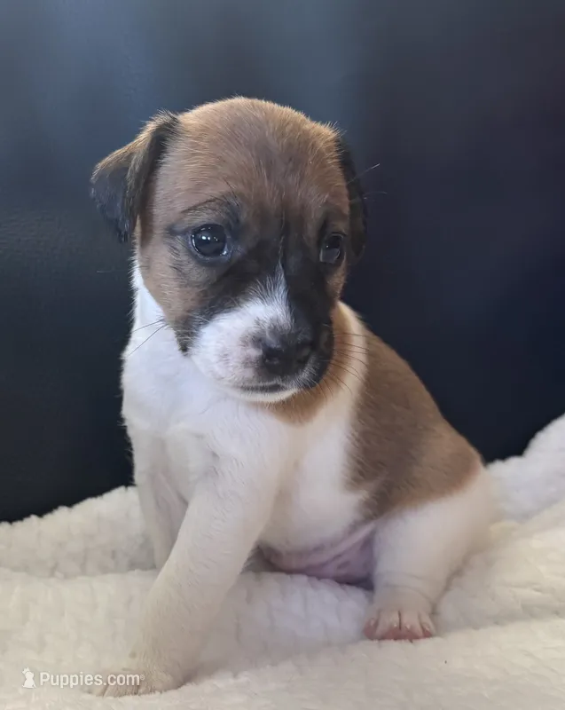 Lucy – Jack Russell Terrier puppy for sale in Farmington, MO