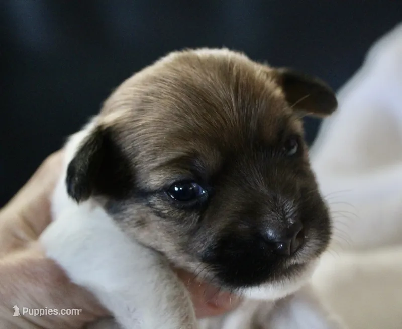 Bonnie – Jack Russell Terrier puppy for sale in Farmington, MO