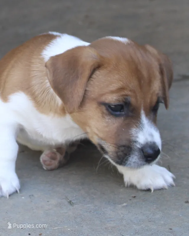 Edgar Allen – Jack Russell Terrier puppy for sale in Farmington, MO
