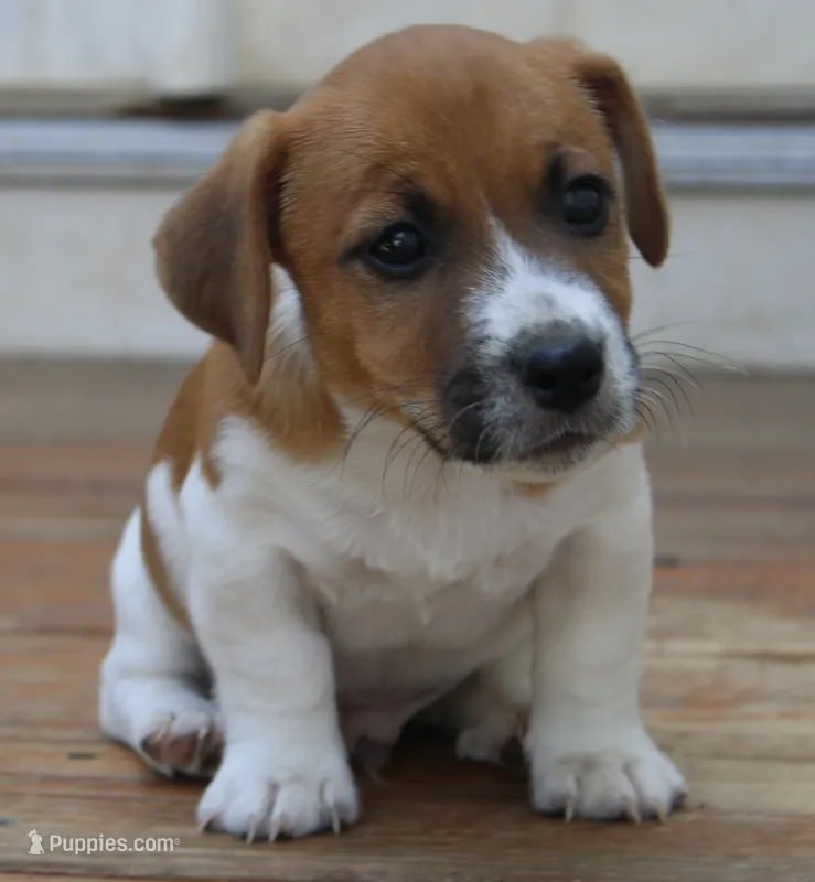 Edgar Allen – Jack Russell Terrier puppy for sale in Farmington, MO