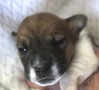 Clyde, a male Jack Russell Terrier for sale in Farmington, MO – 2 of 5
