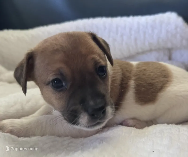 Clyde – Jack Russell Terrier puppy for sale in Farmington, MO