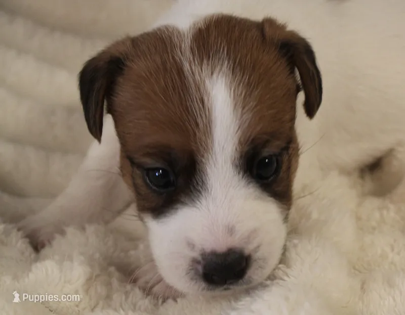 Princess Baya  – Jack Russell Terrier puppy for sale in Farmington, MO