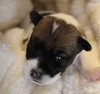 Princess Diana , a male Jack Russell Terrier for sale in Farmington, MO – 2 of 4