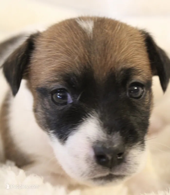 Princess Diana  – Jack Russell Terrier puppy for sale in Farmington, MO