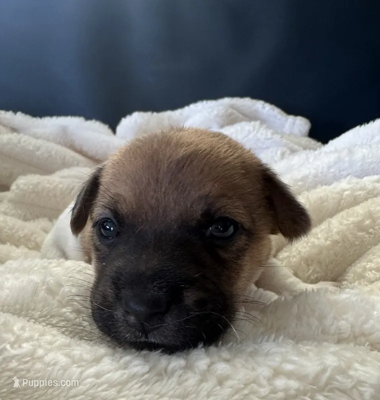 Lewis  – Jack Russell Terrier puppy for sale in Farmington, MO