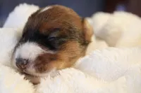 Sir Francis, a male Jack Russell Terrier for sale in Farmington, MO – 4 of 4
