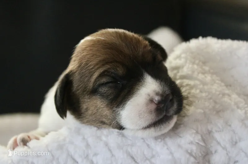 Lucy – Jack Russell Terrier puppy for sale in Farmington, MO