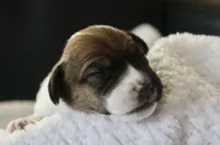 Lucy, a female Jack Russell Terrier for sale in Farmington, MO – 1 of 4