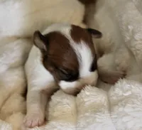 Princess Baya , a male Jack Russell Terrier for sale in Farmington, MO – 3 of 4