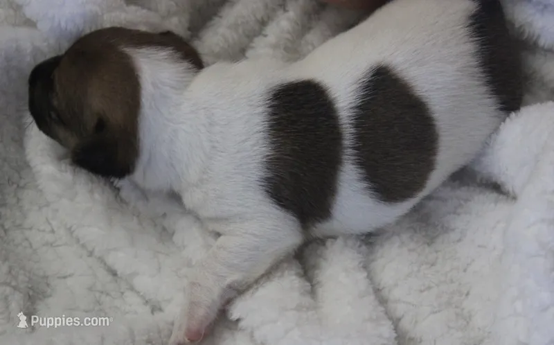 Clyde – Jack Russell Terrier puppy for sale in Farmington, MO